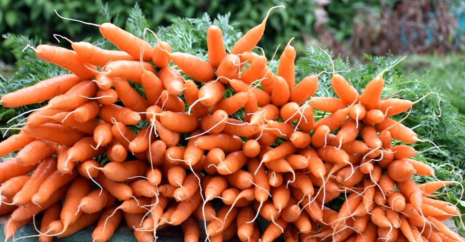 Möhren, Karotten